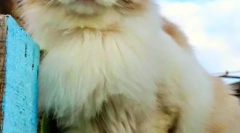 Ragdoll (снимка): порода добродушни котешки гиганти от америка